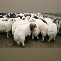 بره سفید