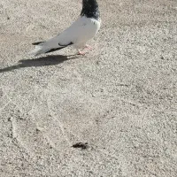 کله سیاه|حیوانات|نیشابور, مازول|دیوار