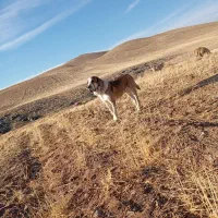 سگ آلابای اصیل|سگ|شازند, |دیوار