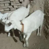 دو عدد غیریت سانن