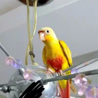 ردچیک سانچیک ماده معاوضه با جوجه راهب یا ملنگو