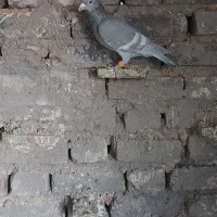 کفتر پلاکی|پرنده|صدرا-فارس, فاز ۱|دیوار