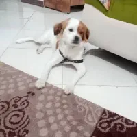 سگ خانگی|سگ|شیراز, معالی‌آباد|دیوار