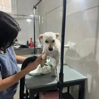 واگذاری سگ نژاد شیتزو تریر|سگ|محمدشهر, محمدشهر|دیوار