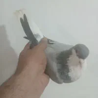 کفتر|پرنده|بومهن, |دیوار