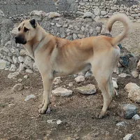 سگ سرابی خاص|سگ|شوط, |دیوار