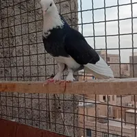 دو تا کفتر همه چی تموم جفت سیصد|پرنده|محمدشهر, |دیوار