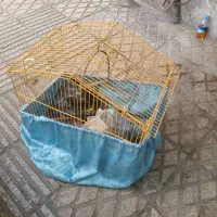 قفس پرنده