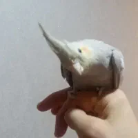 جوجه جفت