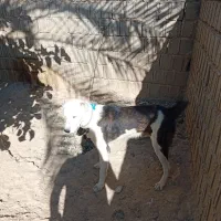 سگ البای روس|سگ|بوشهر, |دیوار