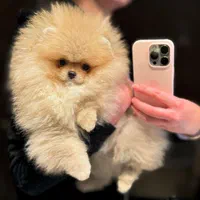 سگ توله پامر پامرانین خرسی پرتقالی 3 ماه