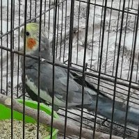 عروس هلندی نر