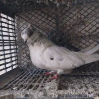 کبوتر پرشی|پرنده|تبریز, |دیوار