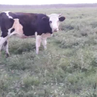 گوساله سیمینتال ۲۲ماه ۱۳۰تائی آماده برای جفت خوردن