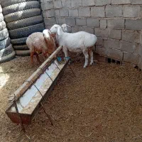 بره فروشی|حیوانات مزرعه|زیرکوه, |دیوار