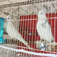 جفت عروس روی تخم و جوجه معاوضه|پرنده|مشهد, پنجتن|دیوار