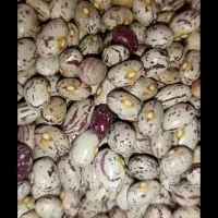 لوبیا چیتی تلاش