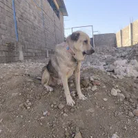 سگ پژدر|سگ|اسلام‌‌آباد غرب, |دیوار