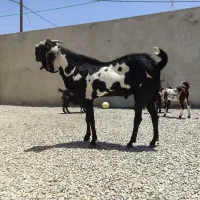 پاچن پنجاپ