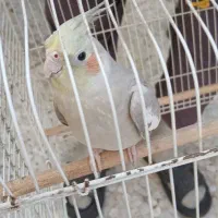 یه ماده خاکی اماده مست مست خیرش ببر دعا کن