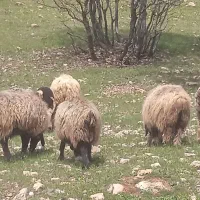 میش بز داشتی