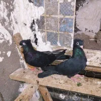 کبوتر زاغ آبادانی