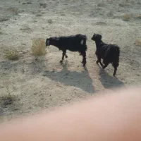 نر و ماده|حیوانات مزرعه|میاندوآب, |دیوار