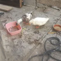 اردک