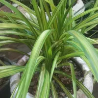 گل و گیاه آپارتمانی