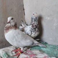 کفتر سار