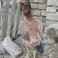 مرغ لاری