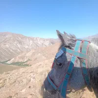 مادیان 4ساله به همراه کره اسب