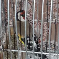 سهره کهنه درحدمست قیمت۴میلیون تومان