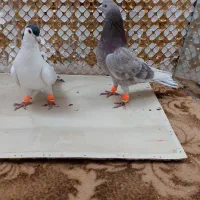 کفتر|پرنده|مشهد, انصار|دیوار