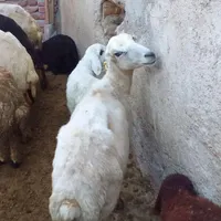 ۲۵ راس گوسفند داشتی ابستن بدون بره|حیوانات مزرعه|مریوان, |دیوار