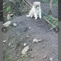 سگ سراب واگذاری