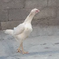 مرغ لاری|حیوانات مزرعه|امام, |دیوار