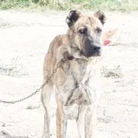 توله سرابی 15 ماهه