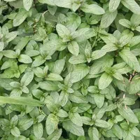 نعناع محلی|خوردنی و آشامیدنی|صومعه‌سرا, |دیوار