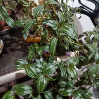 گل و گلدان|گل و گیاه طبیعی|کرمانشاه, |دیوار