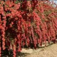 زرشک تازه قائنات|خوردنی و آشامیدنی|گرگان, |دیوار