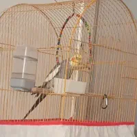 عروس هلندی نر|پرنده|خورموج, |دیوار