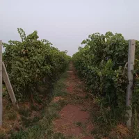 فروش-باغ-انگور-داربستی