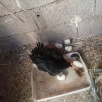 مرغ سیاه به همراه جوجه