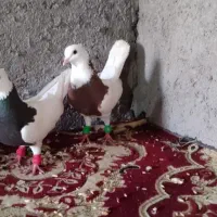 کبوتر