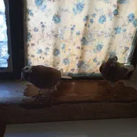 کبوتر|پرنده|زابل, |دیوار