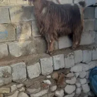 بز خوب چاق|حیوانات مزرعه|شیراز, درکی|دیوار