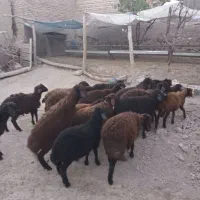 بره  قزل افشار دامازدخ،گوسفند|حیوانات مزرعه|مهربان, |دیوار