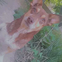 دنبال سگ گمشده در دهکده بهار