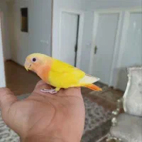طوطی کوتوله
